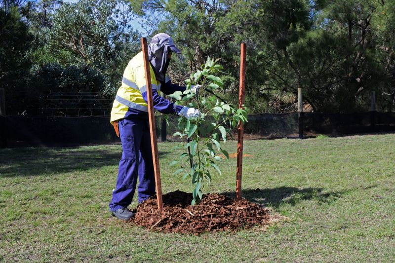 Trees Planting