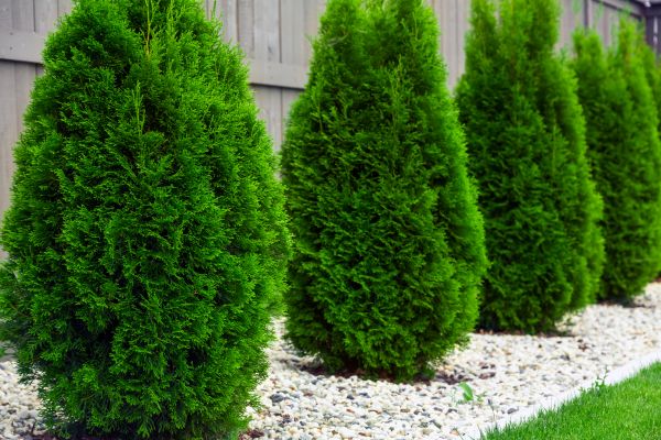 Arborvitae Planting in Coeur D Alene