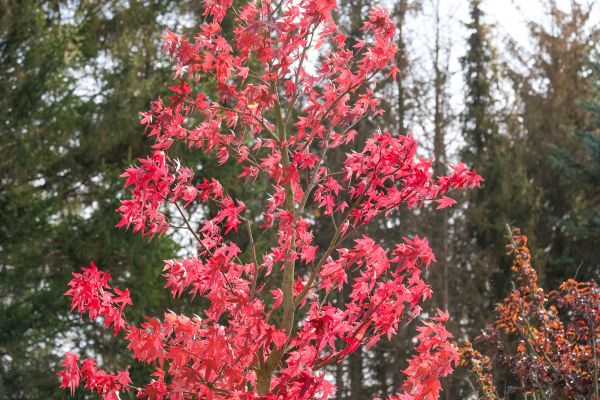 Japanese Maple Planting in Coeur D Alene