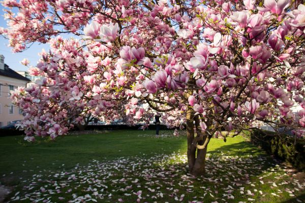 Magnolia Tree Planting in Coeur D Alene