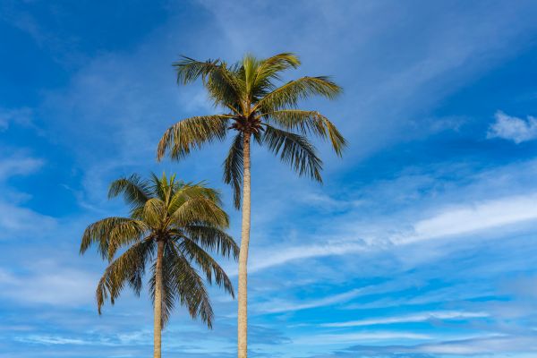 Palm Tree Planting in Coeur D Alene