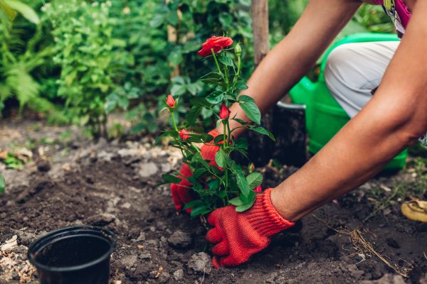 Planting Service in Coeur D Alene