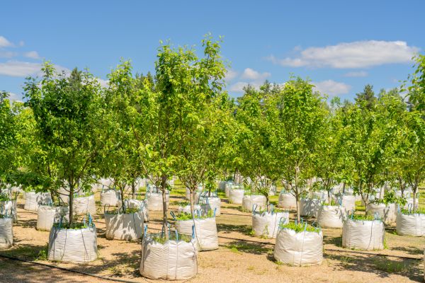 Tree Planting Service in Coeur D Alene