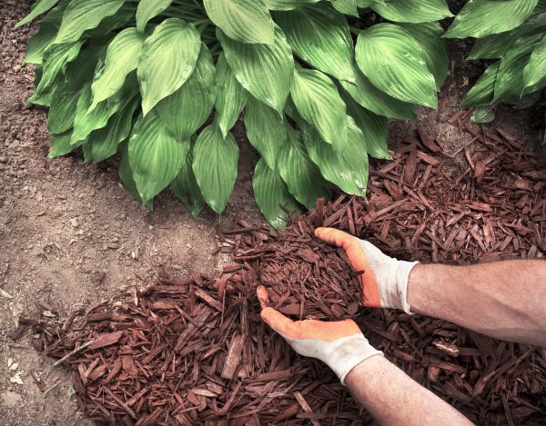 Shredded Mulch Service in Coeur D Alene