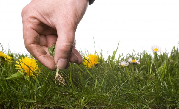 Lawn Weeding in Coeur D Alene