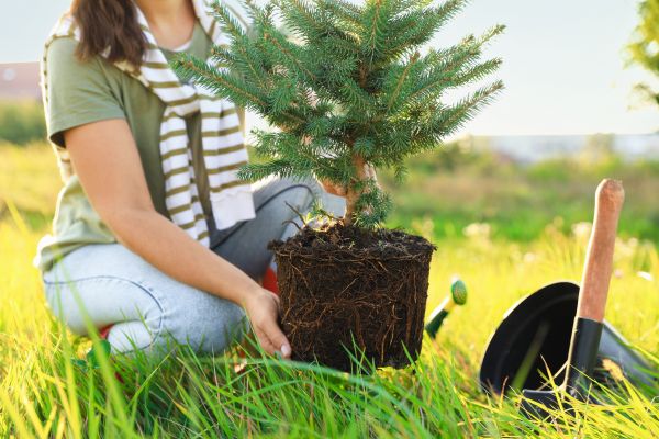 Spruce Tree Planting in Coeur D Alene