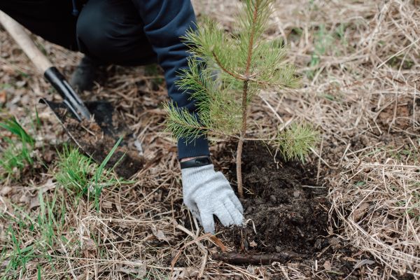 Pine Tree Planting in Coeur D Alene