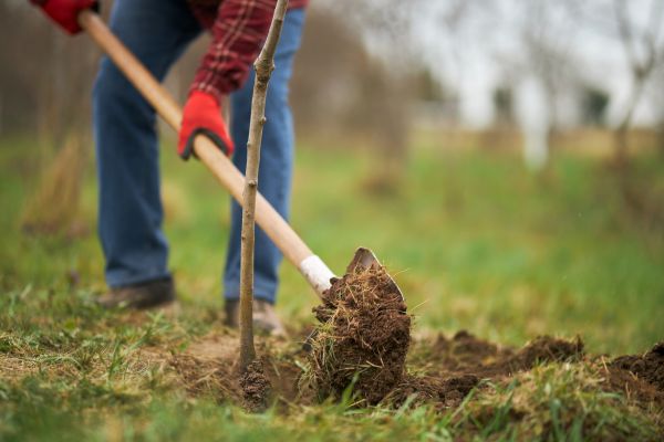 Trees Planting in Coeur D Alene