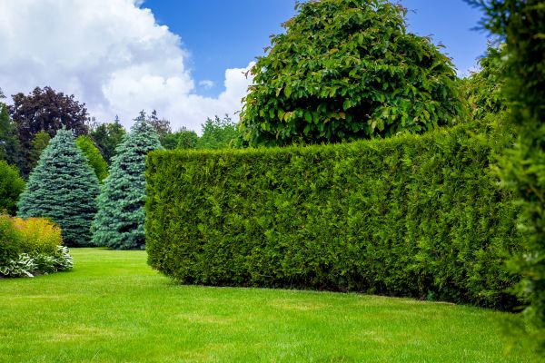 Hedge Landscaping in Coeur D Alene
