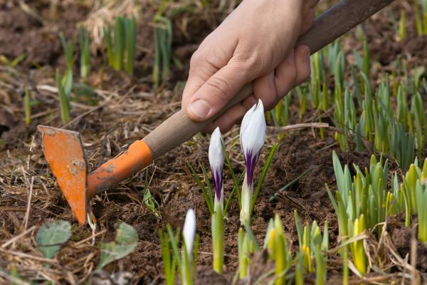 Flower Garden Weeding in Coeur D Alene