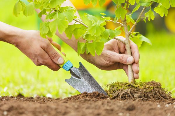 Fruit Tree Planting in Coeur D Alene
