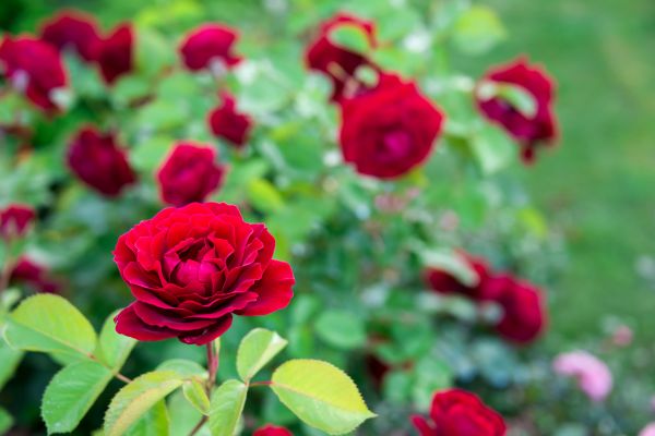 Rose Planting in Coeur D Alene