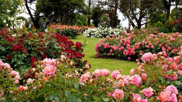 Rose Gardening