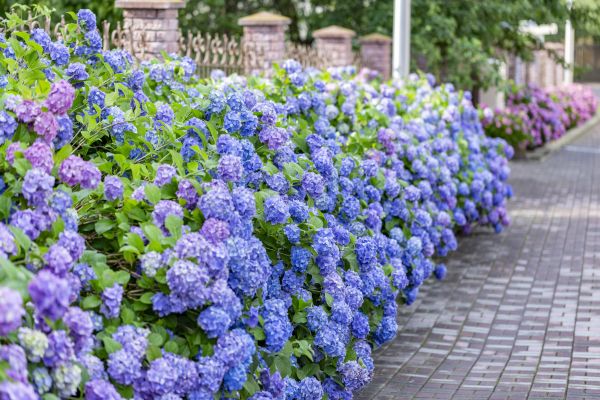 Hydrangea Landscaping in Coeur D Alene