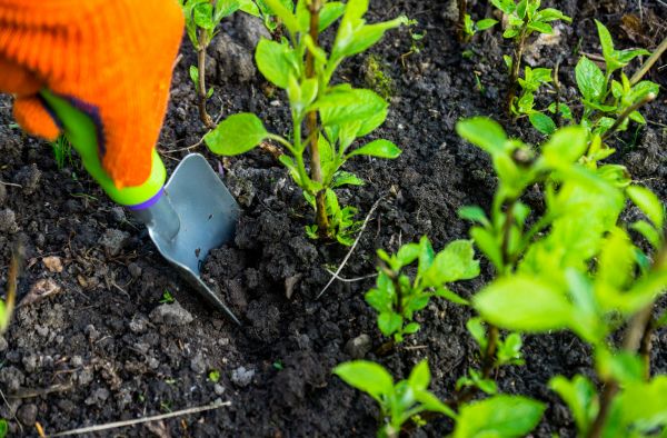Hydrangea Planting in Coeur D Alene