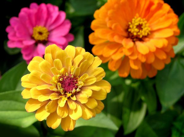 Zinnia Planting in Coeur D Alene