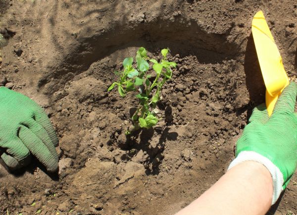 Rose Bush Planting in Coeur D Alene