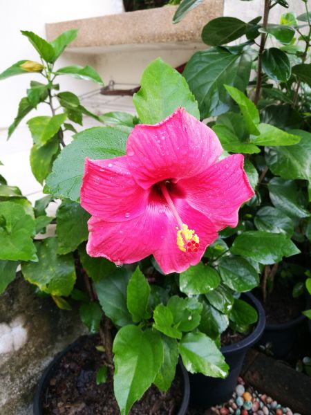 Hibiscus Planting in Coeur D Alene