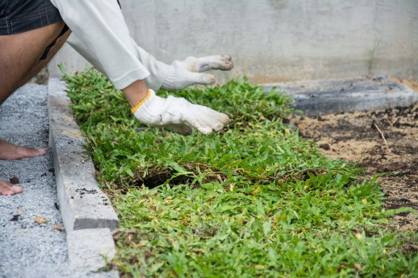 Ground Cover Planting in Coeur D Alene