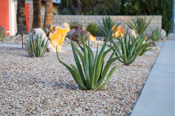 Drought Resistant Landscaping in Coeur D Alene