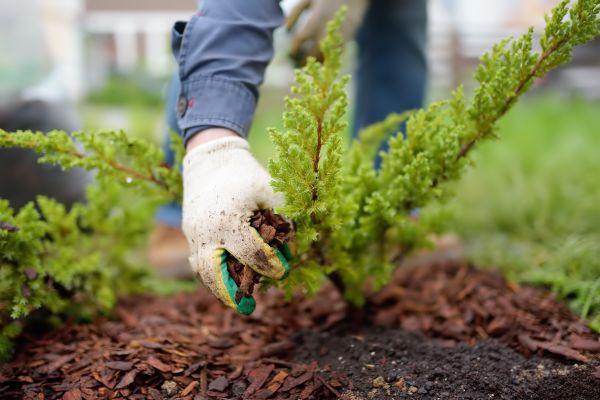 Church Mulching in Coeur D Alene