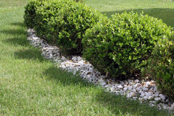 Boxwood Planting in Coeur D Alene
