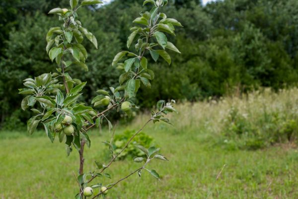 Apple Tree Planting in Coeur D Alene